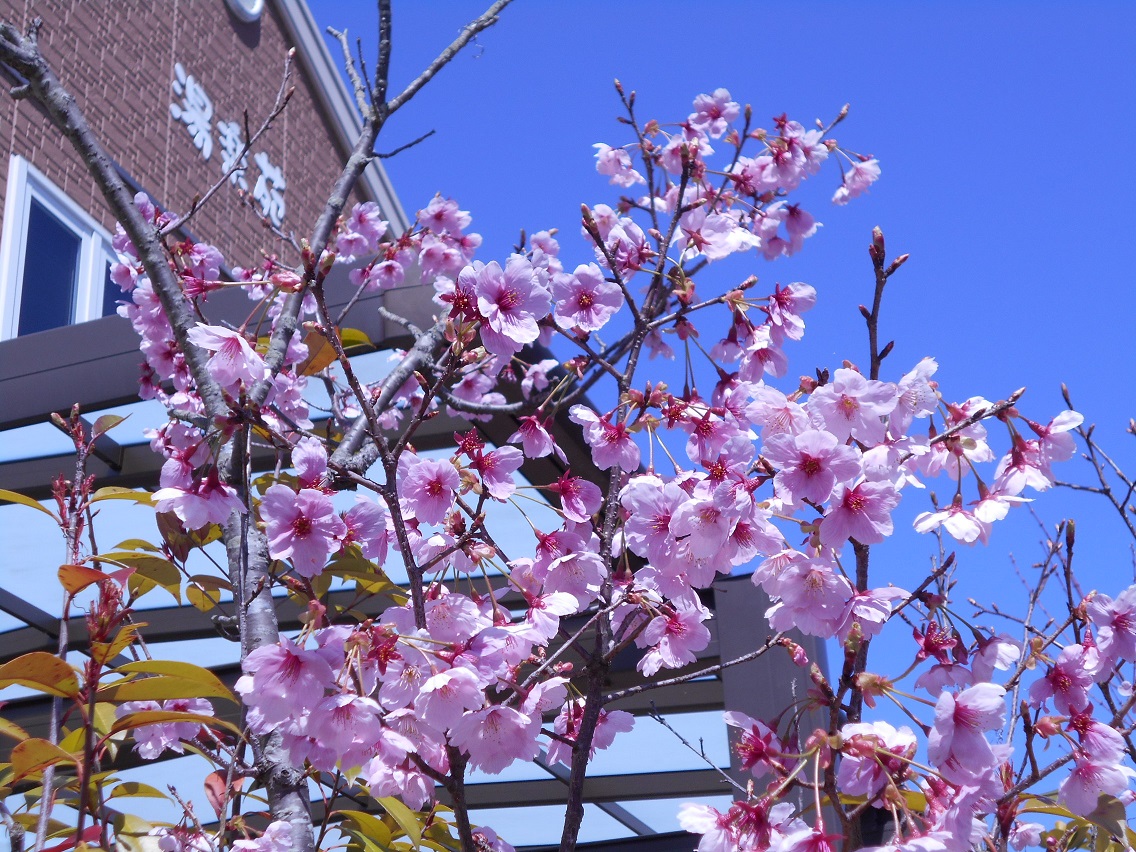 2020年3月25日「苑庭の桜」